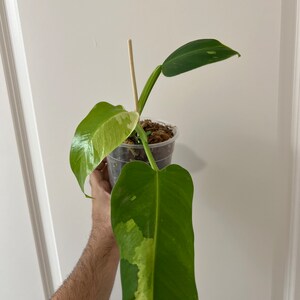 Philodendron Jose Buono full plant
