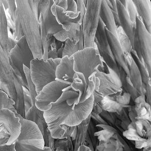 Abstract Iris by Shama! Digital Download Large Format Black and White Photography