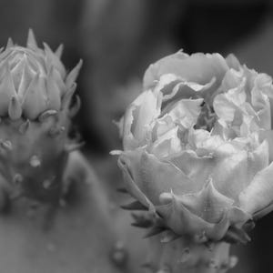 Cactus Bloom by Shama! Digital Download Large Format Black and White Photography