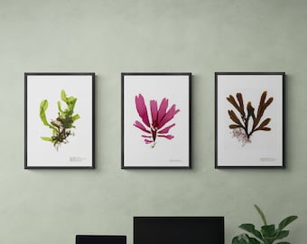 Pressed Seaweed Prints: Coastal Botanical Wall Art, Set of 3