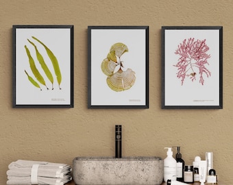 Pressed Seaweed Prints: Limited Edition Coastal Botanical Art, Set of 3