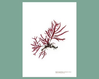 Pressed Seaweed Print False Eyelash Weed