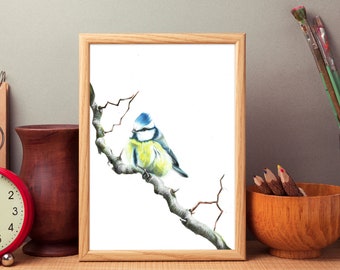 Blue Tit Bird Art Print: Cyanistes Caeruleus Wall Decor