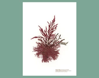 Pressed Seaweed Print of Pepper Dulce & Slender Beaded Coral Weed