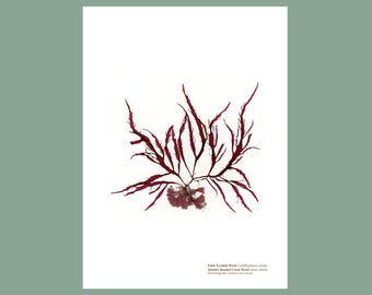 Pressed Seaweed Print False Eyelash Weed & Slender Beaded Coral Weed