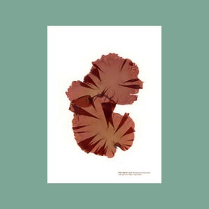 Pressad blek patch Laver Seaweed Print: Kustväggkonst