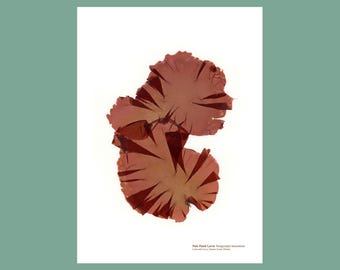 Pressed Pale Patch Laver Seaweed Print: Coastal Wall Art