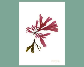 Pressed Seaweed Print of Dulce & Spiral Wrack
