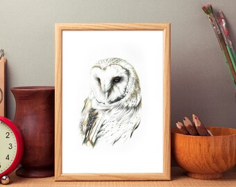 Barn Owl Art Print: Tyto alba Illustration, Wall Decor