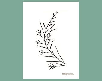 Pressed Seaweed Print Sea Oak Halidrys siliquos Wall Decor Wall Art