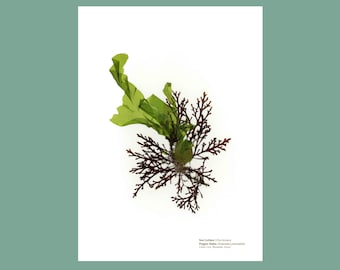 Pressed Seaweed Print Sea Lettuce & Pepper Dulse