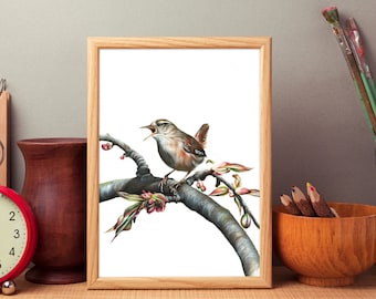 Wren Art Print: Troglodytes troglodytes Bird Wall Decor
