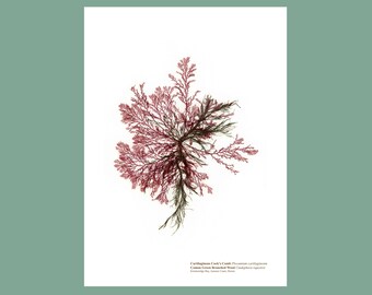 Pressed Seaweed Print Cartilaginous Cock's Comb & Common Green Branched Weed