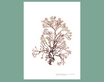 Pressed Seaweed Print Berry Wart Cress Sphaerococcus corouopifolius