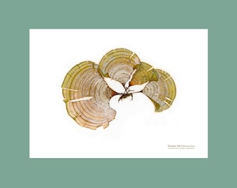 Pressed Seaweed Print: Peacock's Tail Algae, Coastal Wall Art