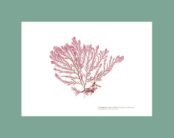 Pressed Seaweed Print Cartilaginous Cocks Comb
