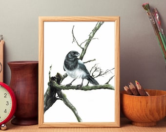 Magpie Art Print: Pica pica Bird Wall Decor