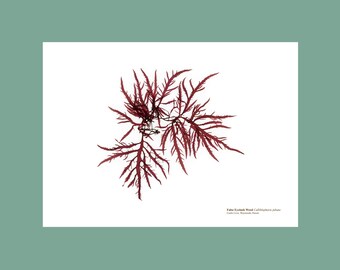 Pressed Seaweed Print False Eyelash Weed