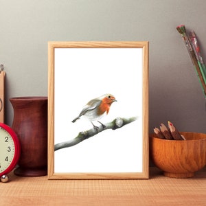 The Robin Erithacus rubecula  Art Print Wall Decor Wall Art