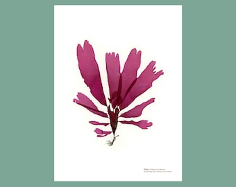 Pressed Seaweed Art Print: Dulse Palmaria Palmata Botanical Wall Decor