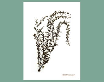 Pressed Wireweed Seaweed Print: Coastal Botanical Wall Art