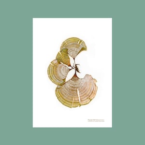 Pressed Seaweed Portrait Print: Peacock Tail Algae Wall Art