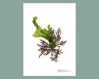 Pressed Seaweed Print Sea Lettuce & Pepper Dulse