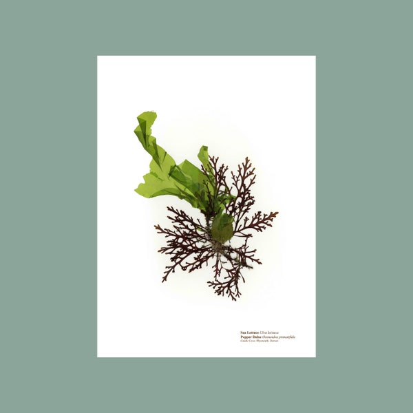 Gepresste Seaweed Print Seesalat & Pfeffer Dulse