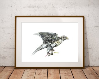 Peregrine Falcon Art Print: Detailed Bird of Prey Wall Decor
