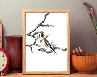 Goldfinch Art Print: Carduelis Bird Wall Decor