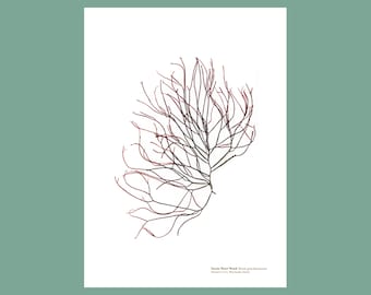 Pressed Seaweed Print Terete Wart Weed