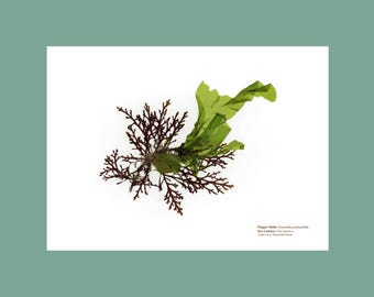 Pressed Seaweed Print Pepper Dulse & Sea Lettuce