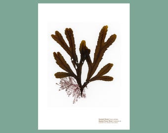 Pressed Seaweed Art Print: Serrated Wrack & Banded Pincer Weed