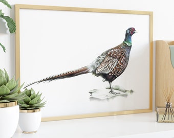 Pheasant Art Print: Phasianus colchicus Wall Decor