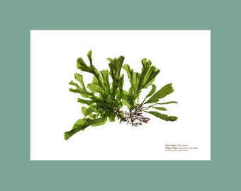 Pressed Seaweed Print Sea Lettuce & Pepper Dulse