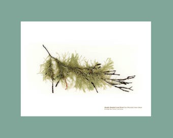 Pressed Seaweed Print Slender Beaded Coral Weed (sun bleached)