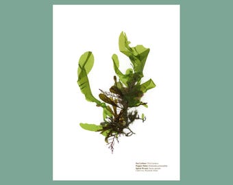Pressed Seaweed Print of Sea Lettuce, Pepper Dulse & Spiral Wrack