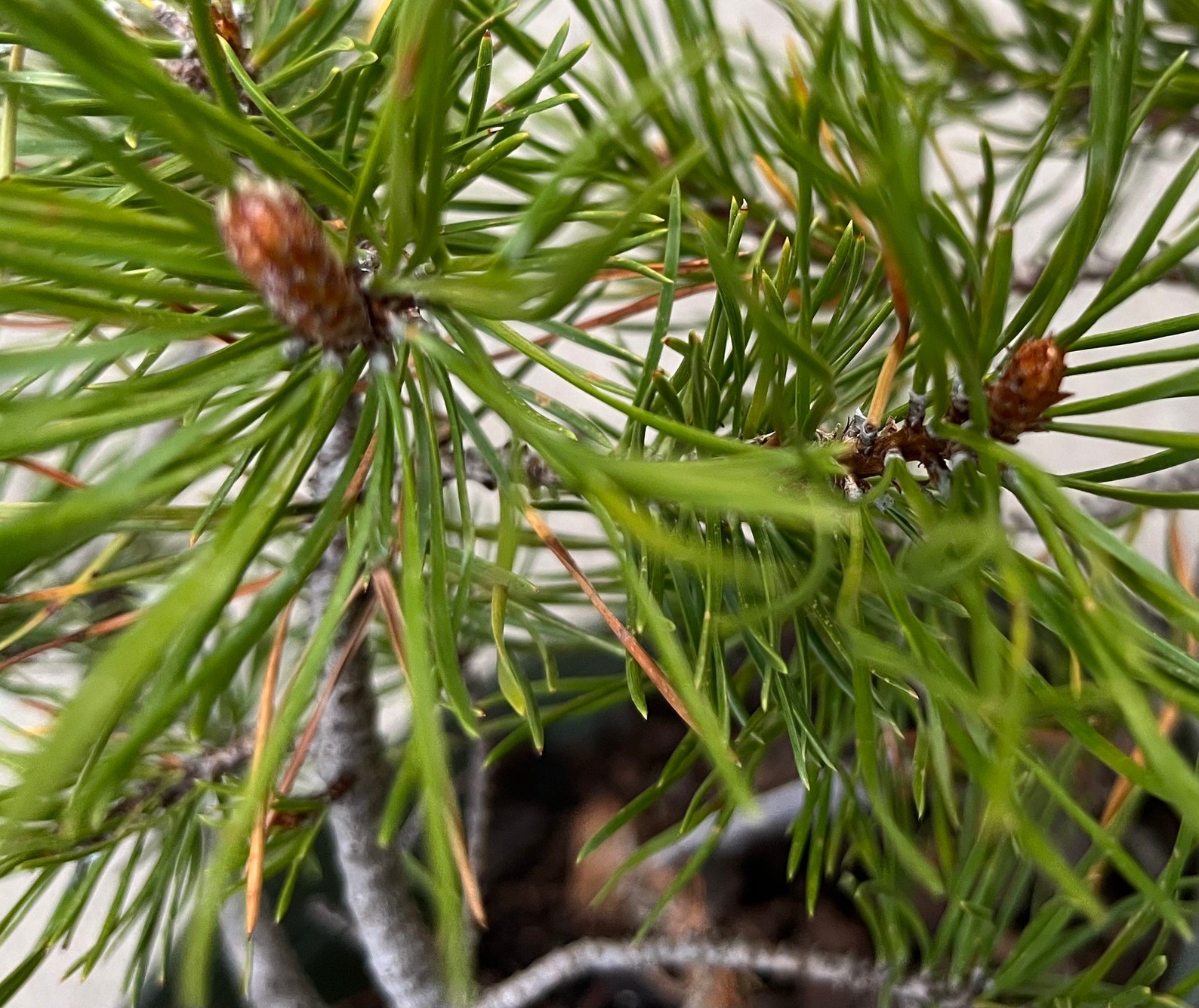 Rocky Mountain Lodgepole Pine Seedlings Unique Twisty Shape Etsy