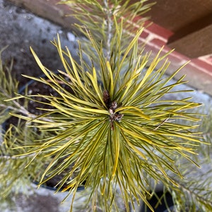 May include: Close-up of a young pine tree with long, needle-like leaves. The needles are a mix of green and yellow, radiating outwards from the center. The tree is in a black pot, with a blurred background.