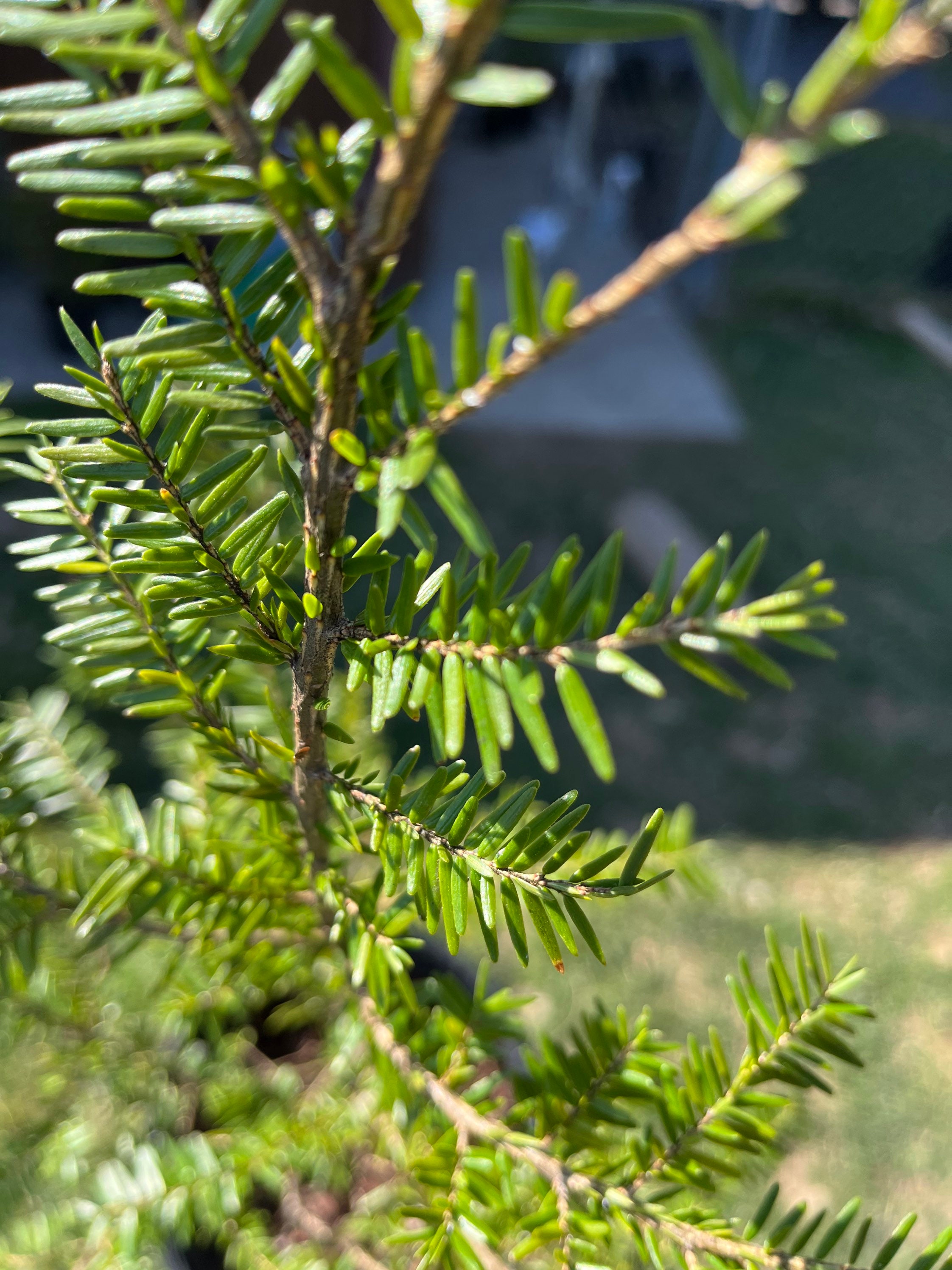 eastern hemlock trees for sale near me