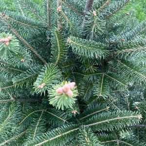 Canaan Fir Seedlings - Abies Balsamea - 1 Gallon Sized - Beautiful Barrier Evergreen - Live Plant