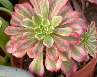 aeonium cv mardi gras