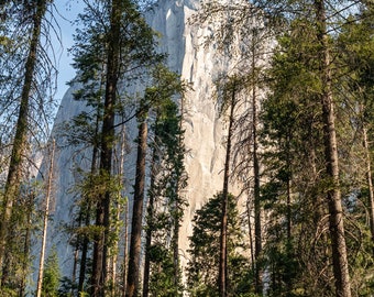 Through the Trees Photo Print