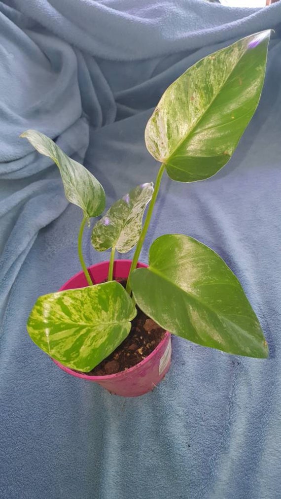 Philodendron Giganteum Variegata