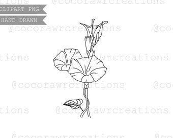 Morning Glory Hand Drawn Digital Clipart - PNG File - Digital Sticker - Hand Drawn Graphic - Single Clipart - Floral Line Art - Birth Flower