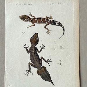 Puede incluir: Grabado antiguo con dos ilustraciones detalladas de lagartos. El lagarto superior es marrón con marcas blancas y marrón oscuro. El lagarto inferior es marrón oscuro con una cola bulbosa. Texto: "REGNE ANIMAL" y "Reptiles".