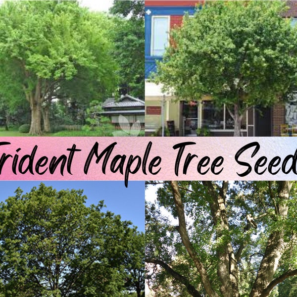 Trident Maple Tree Seeds, Acer buergerianum