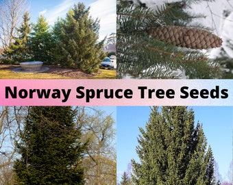 Norway Spruce Tree Seeds, Picea Abies, Christmas Tree Seeds