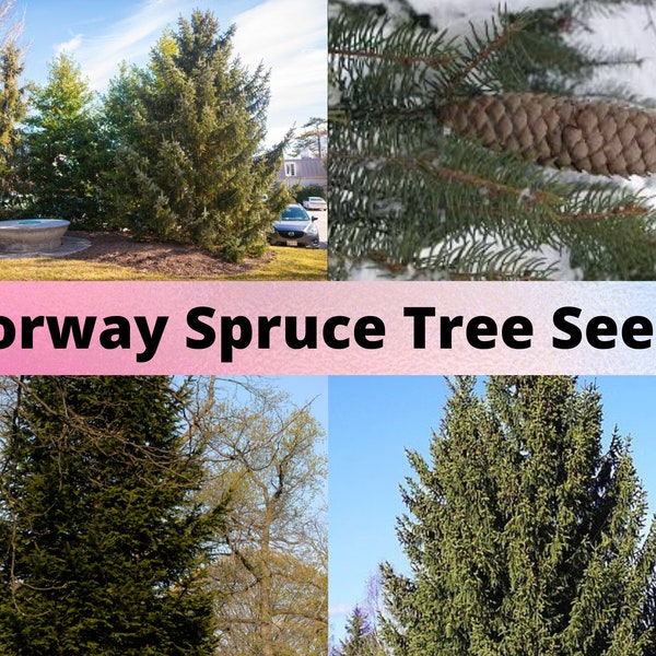 Norway Spruce Tree Seeds, Picea Abies, Christmas Tree Seeds