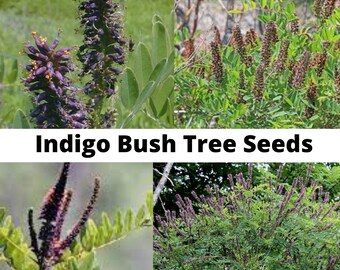 Indigo Bush Tree Seeds, Amorpha fruticosa